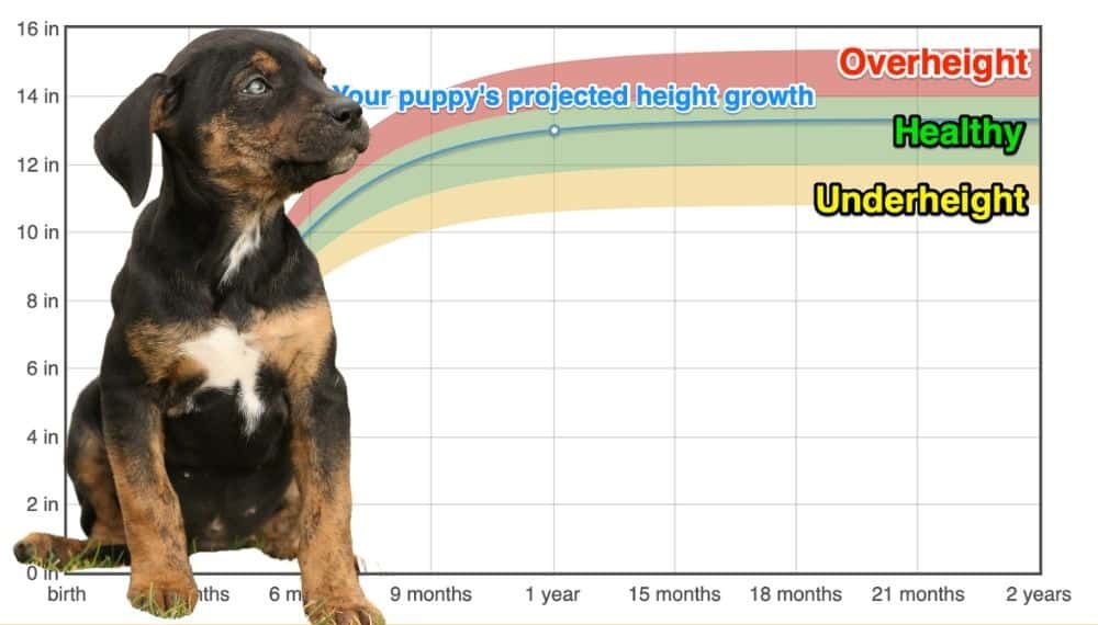 catahoula-leopard-dog-height-growth-chart-how-tall-will-my-catahoula